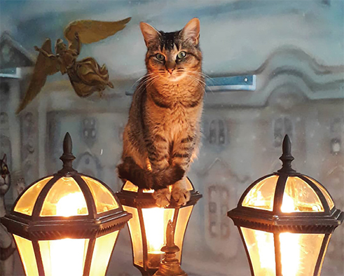 Котокафе «Республика кошек и котов»